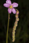 Tracy's sundew